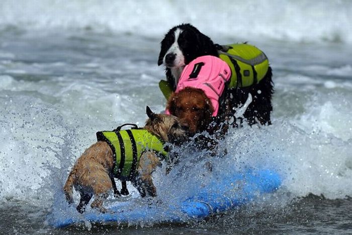 Surf Dog Championship 2011 (14 pics)