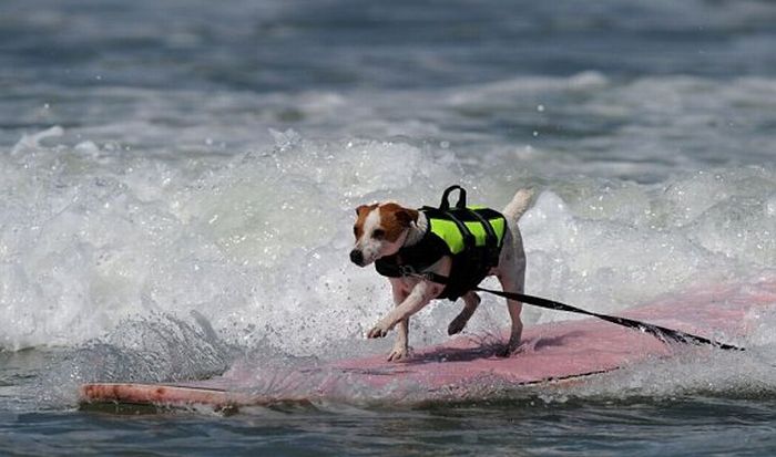 Surf Dog Championship 2011 (14 pics)