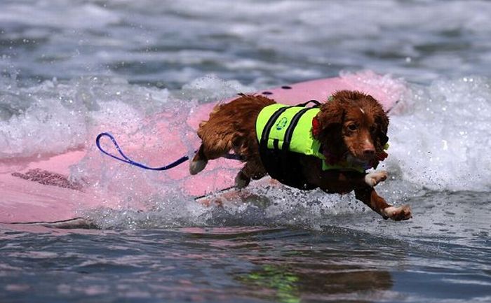 Surf Dog Championship 2011 (14 pics)