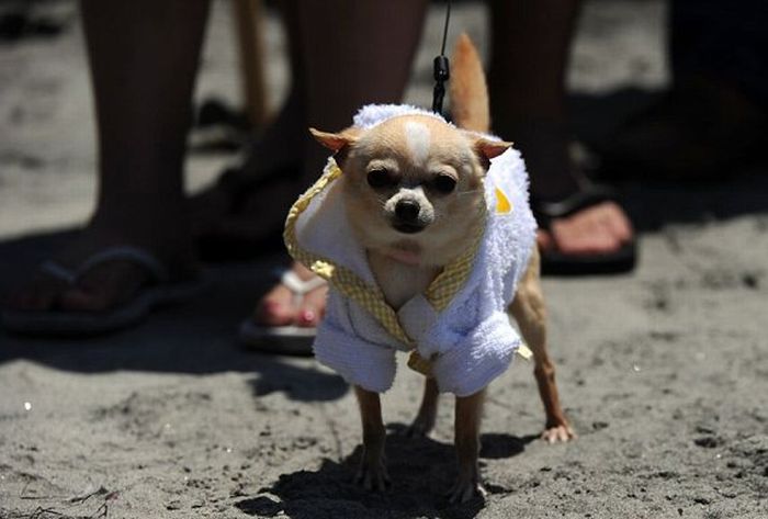 Surf Dog Championship 2011 (14 pics)