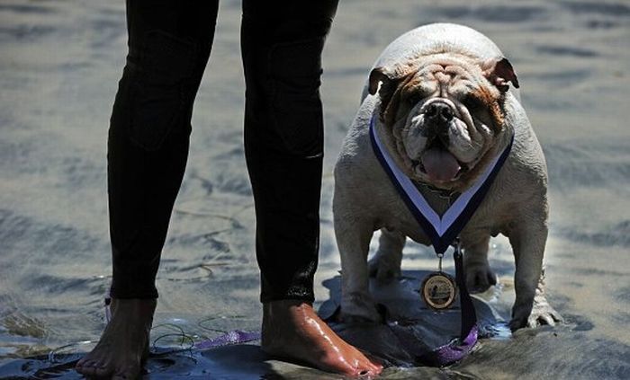 Surf Dog Championship 2011 (14 pics)