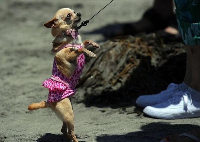 Surf Dog Championship 2011 (14 pics)