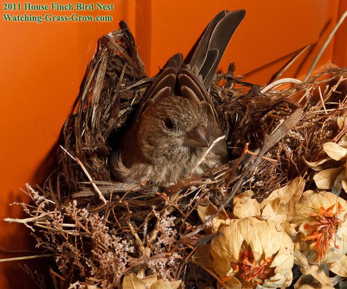 House Finches Nest in a Wreath (24 pics)