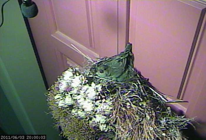 House Finches Nest in a Wreath (24 pics)