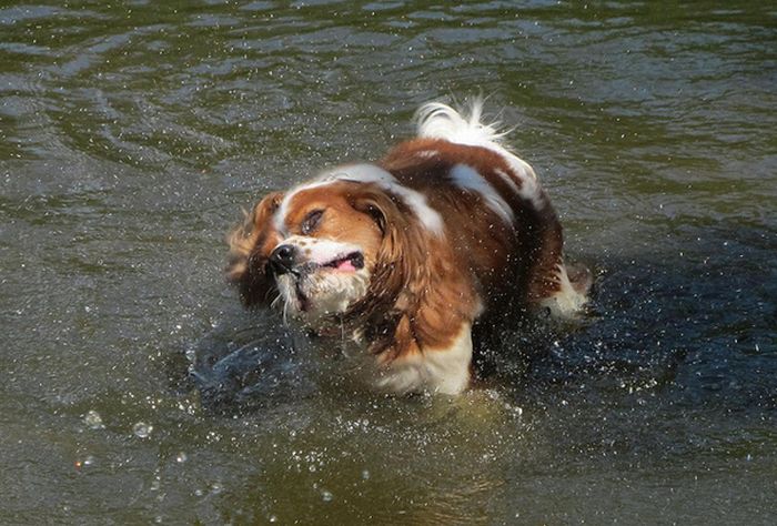 Dogs Shaking Off The Summer Heat (30 pics)