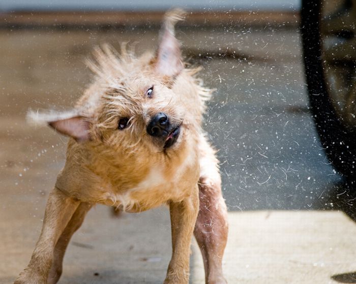 Dogs Shaking Off The Summer Heat (30 pics)