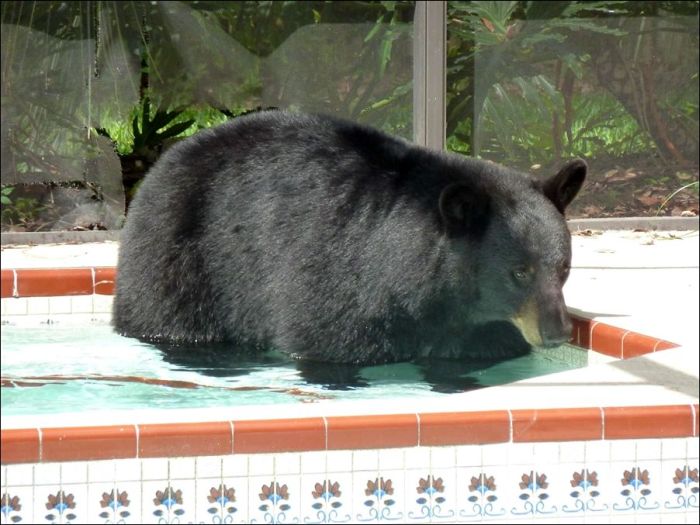 Florida Sun is Too Hot Even for Bears (4 pics)