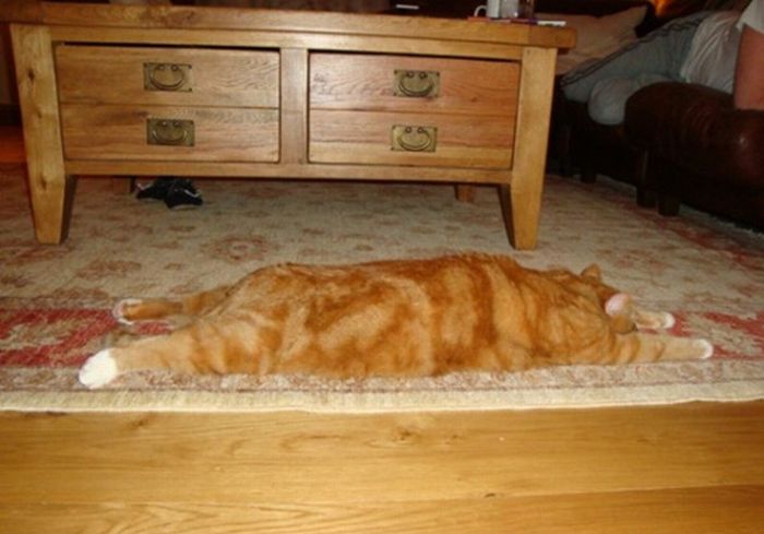 Cats Attempt Planking (12 pics)