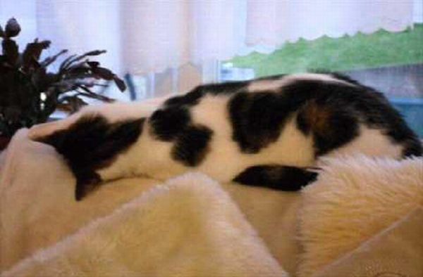 Cats Attempt Planking (12 pics)