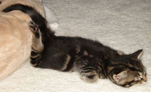 Cats Attempt Planking (12 pics)