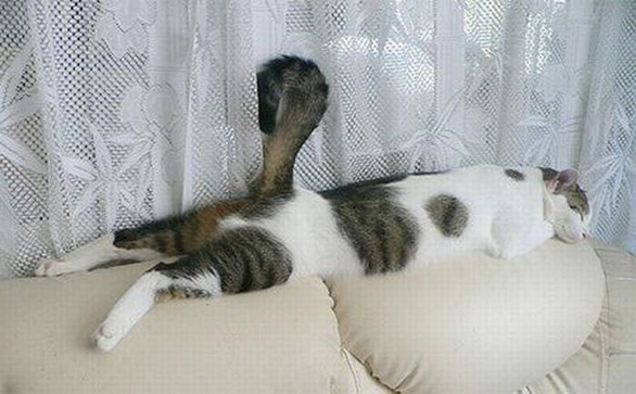Cats Attempt Planking (12 pics)