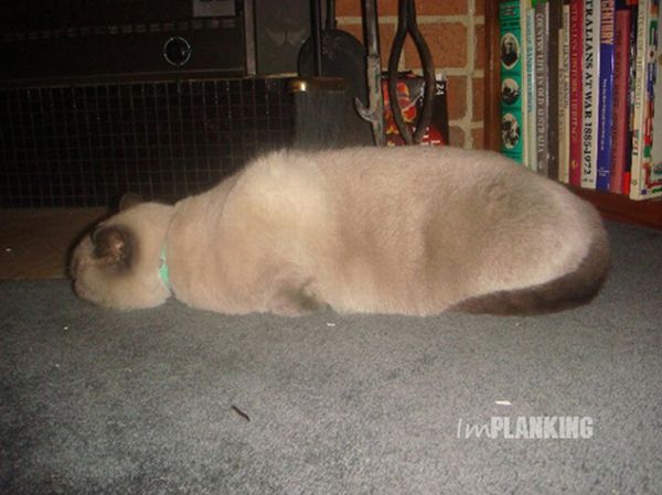 Cats Attempt Planking (12 pics)
