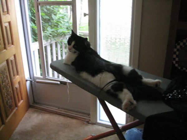 Cats Attempt Planking (12 pics)