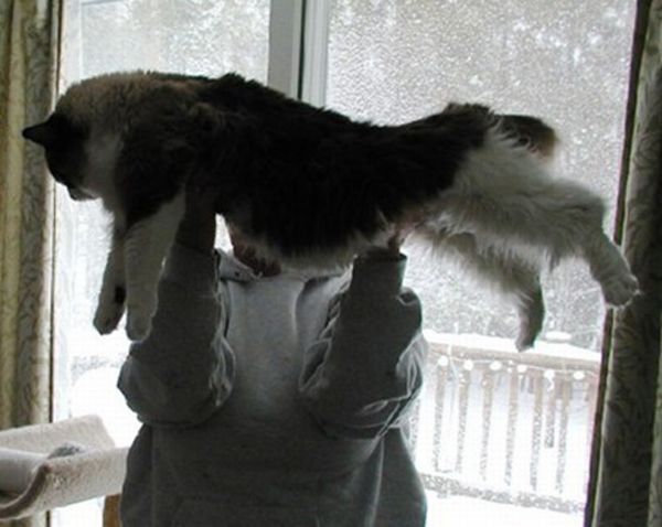 Cats Attempt Planking (12 pics)