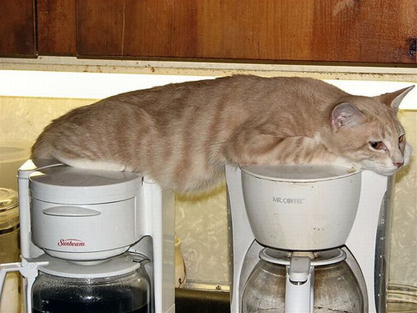 Cats Attempt Planking (12 pics)
