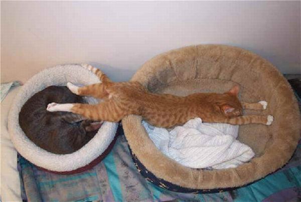 Cats Attempt Planking (12 pics)
