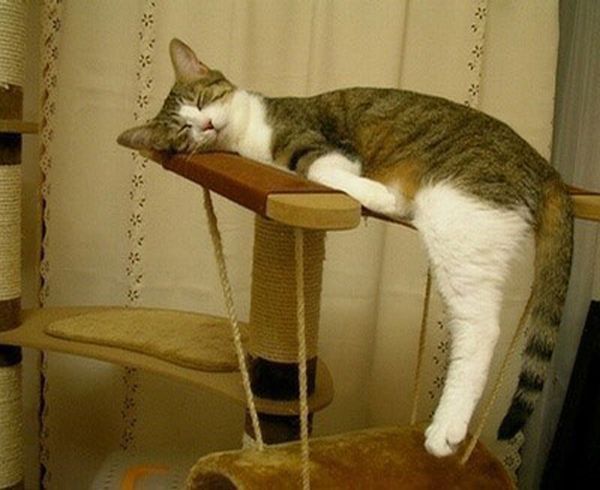Cats Attempt Planking (12 pics)