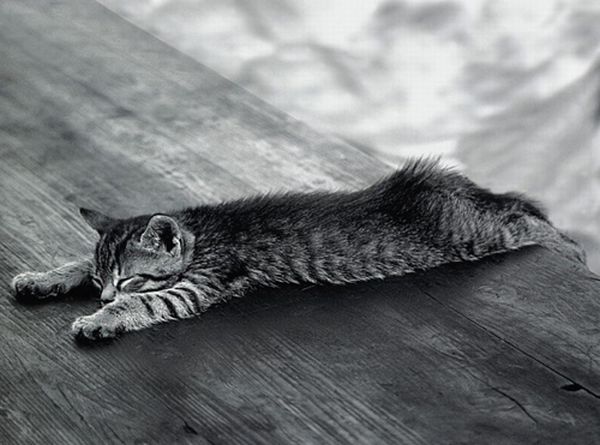 Cats Attempt Planking (12 pics)
