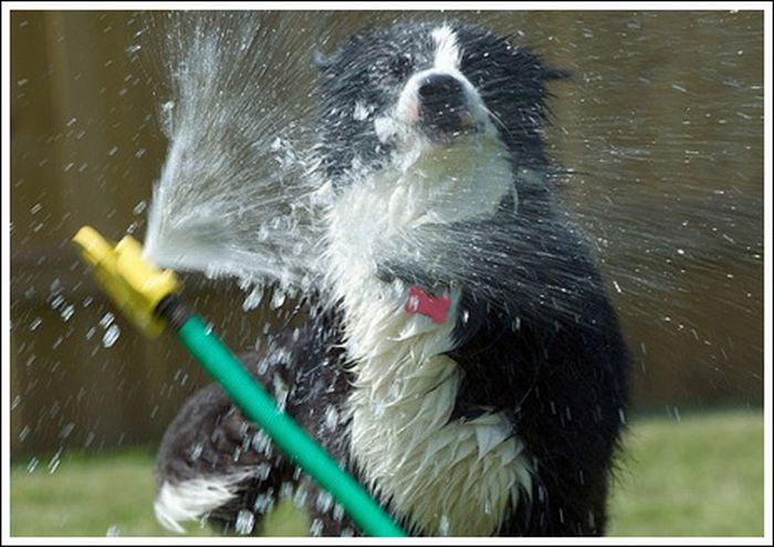 Dogs and sprinklers (33 pics)
