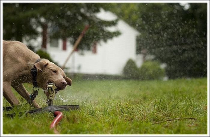 Dogs and sprinklers (33 pics)