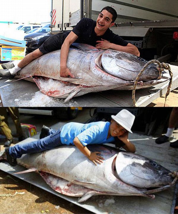 Huge Tuna Fish (7 pics)