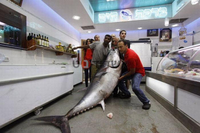 Huge Tuna Fish (7 pics)