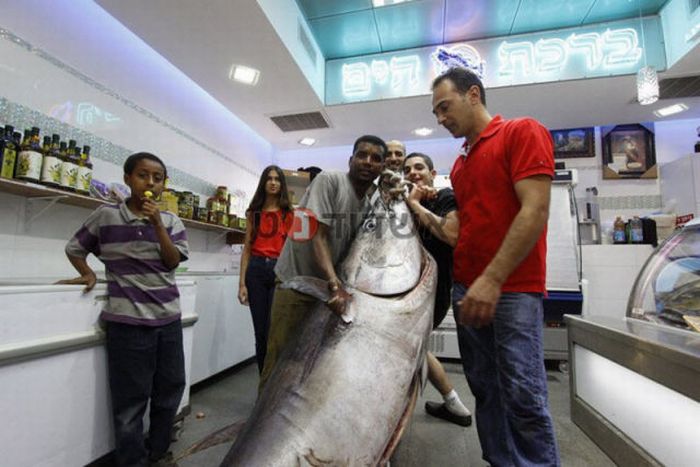 Huge Tuna Fish (7 pics)