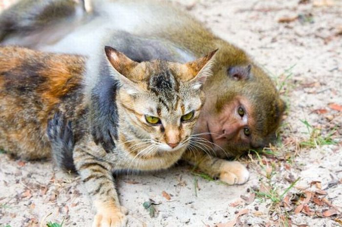 Cat and Monkey (15 pics)