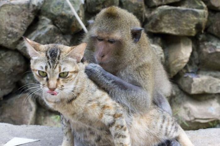 Cat and Monkey (15 pics)