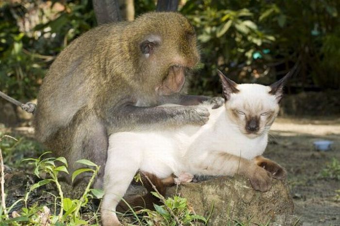 Cat and Monkey (15 pics)