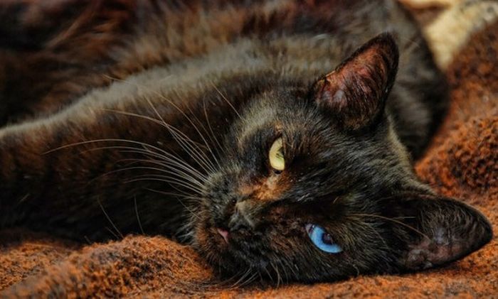 Odd Eyed Cats (22 pics)