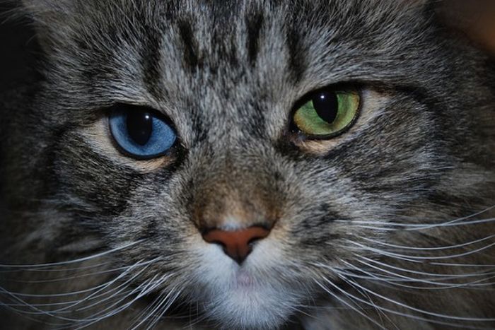 Odd Eyed Cats (22 pics)