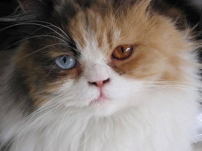 Odd Eyed Cats (22 pics)