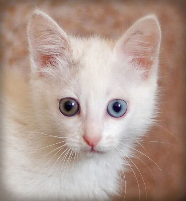 Odd Eyed Cats (22 pics)