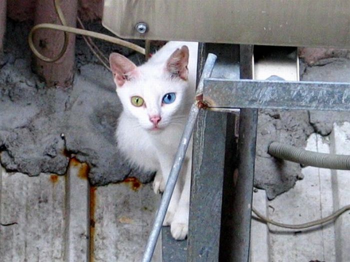 Odd Eyed Cats (22 pics)