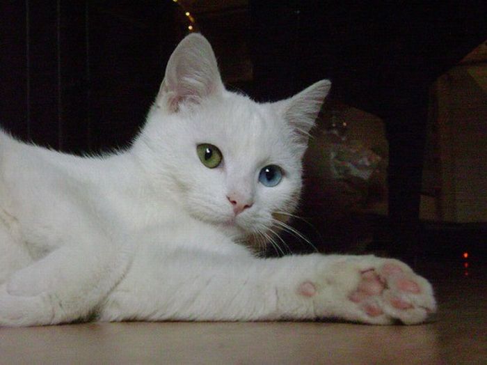 Odd Eyed Cats (22 pics)