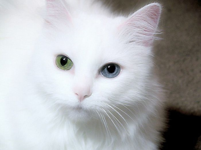 Odd Eyed Cats (22 pics)