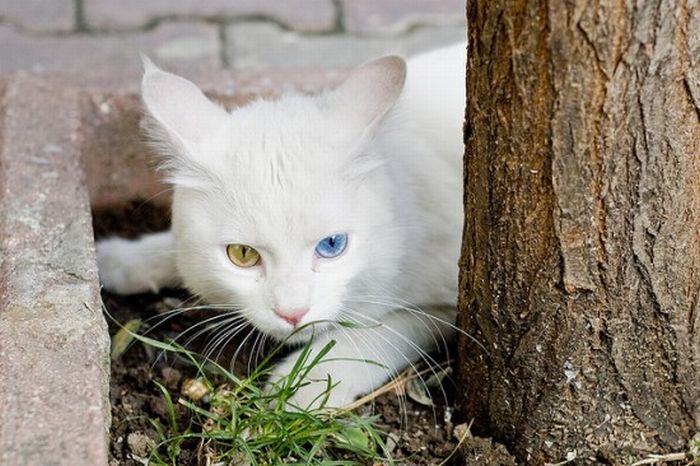 Odd Eyed Cats (22 pics)