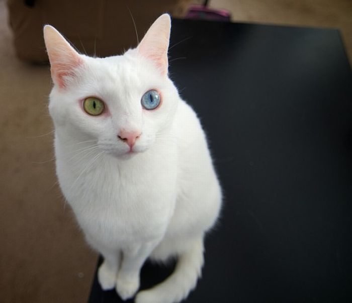 Odd Eyed Cats (22 pics)