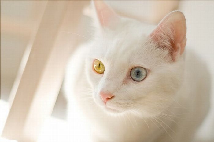Odd Eyed Cats (22 pics)
