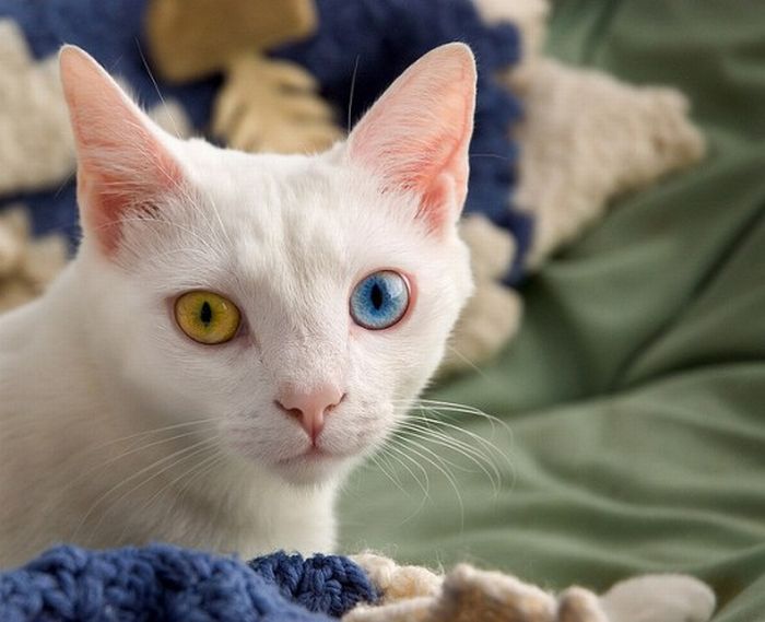 Odd Eyed Cats (22 pics)