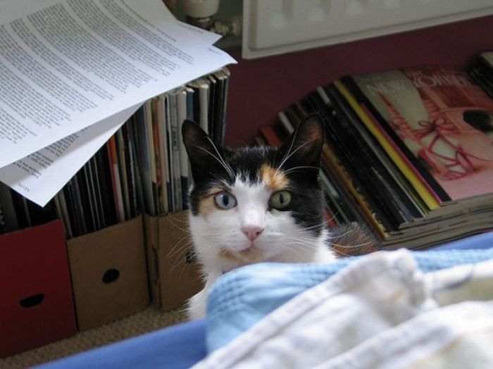 Odd Eyed Cats (22 pics)