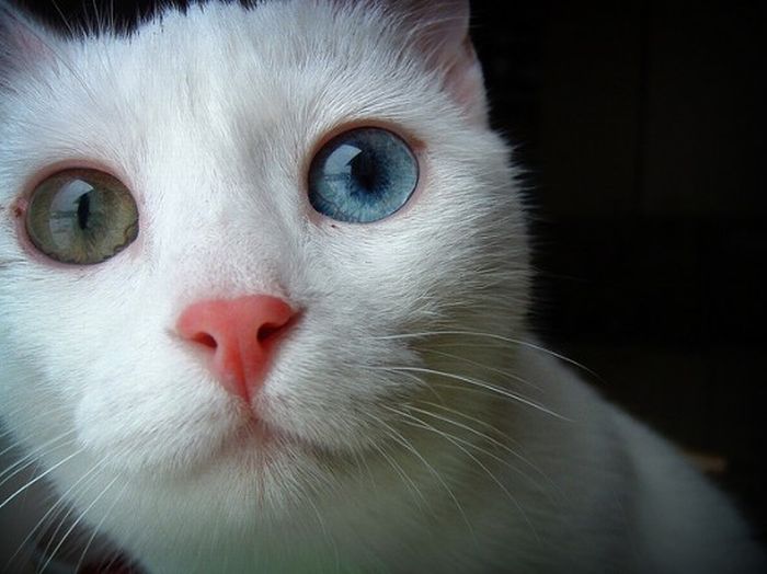Odd Eyed Cats (22 pics)