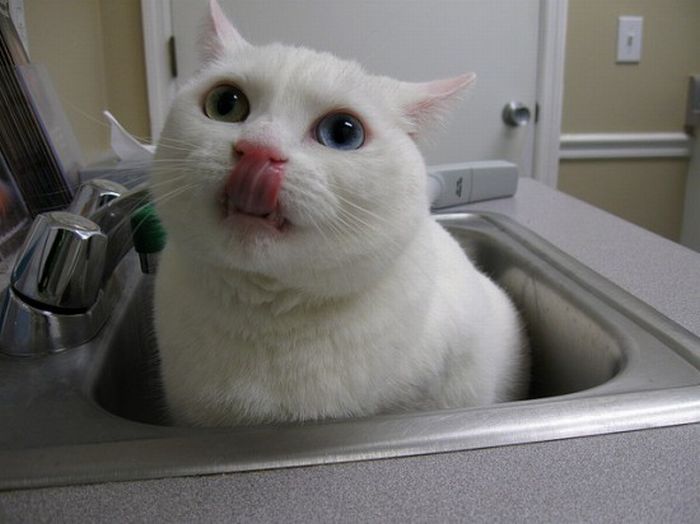 Odd Eyed Cats (22 pics)