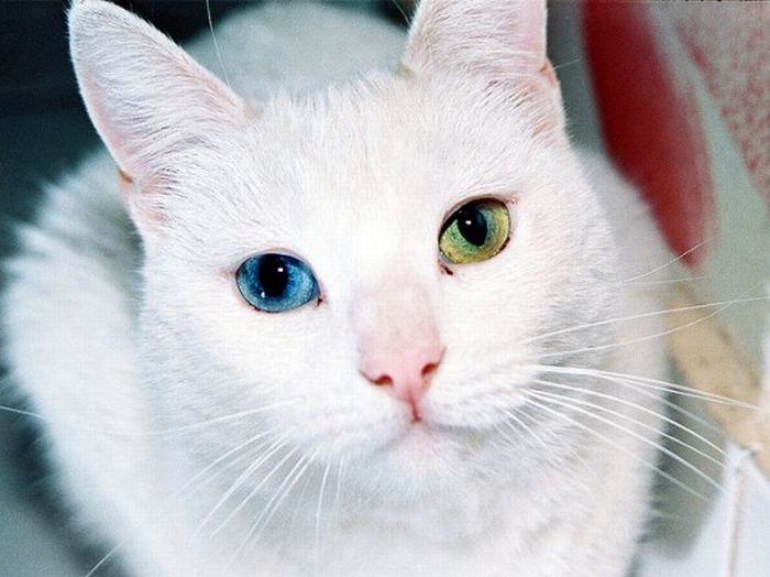 Odd Eyed Cats (22 pics)