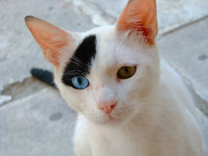 Odd Eyed Cats (22 pics)