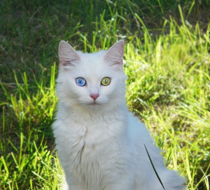 Odd Eyed Cats (22 pics)
