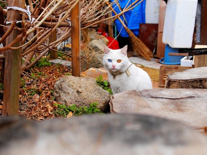 Odd Eyed Cats (22 pics)
