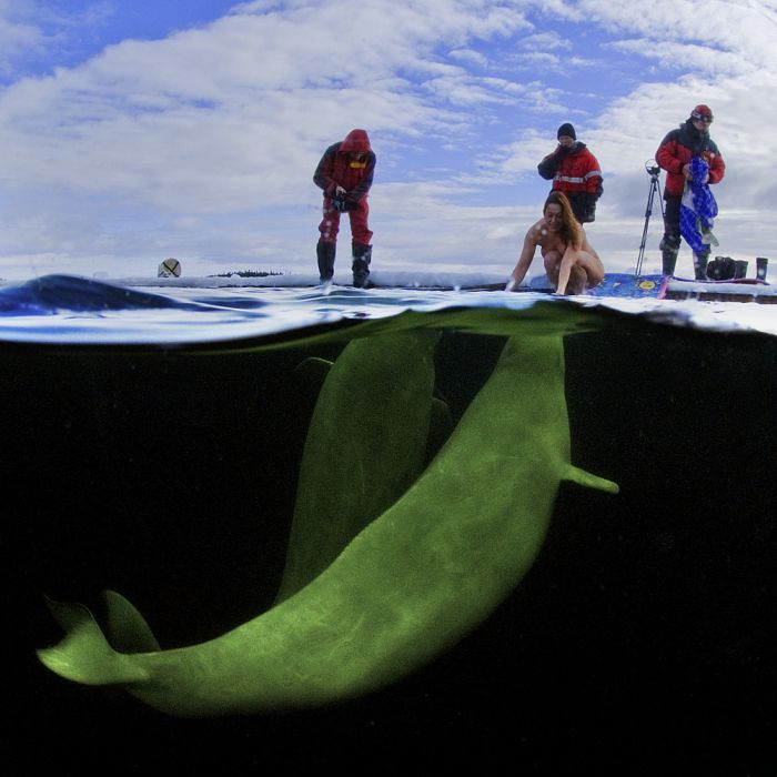 Underwater World of the White Sea (40 pics)