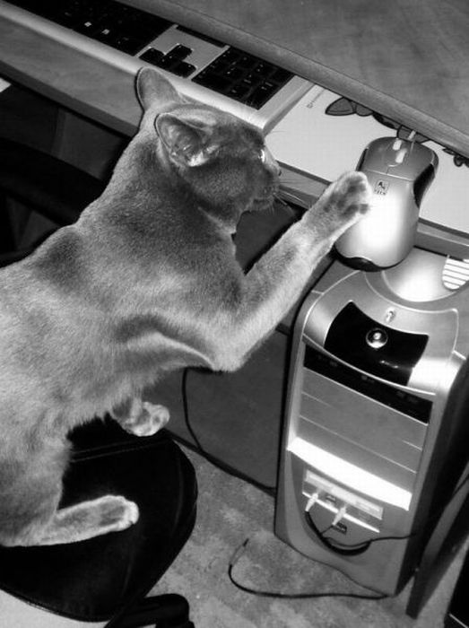 Acid Picdump (119 pics)